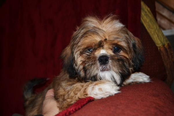Shih Tzu Dog Shipping Rates Services