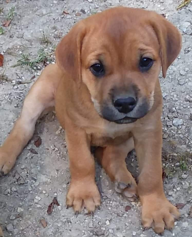 Cane Corso Dog Shipping Rates Services