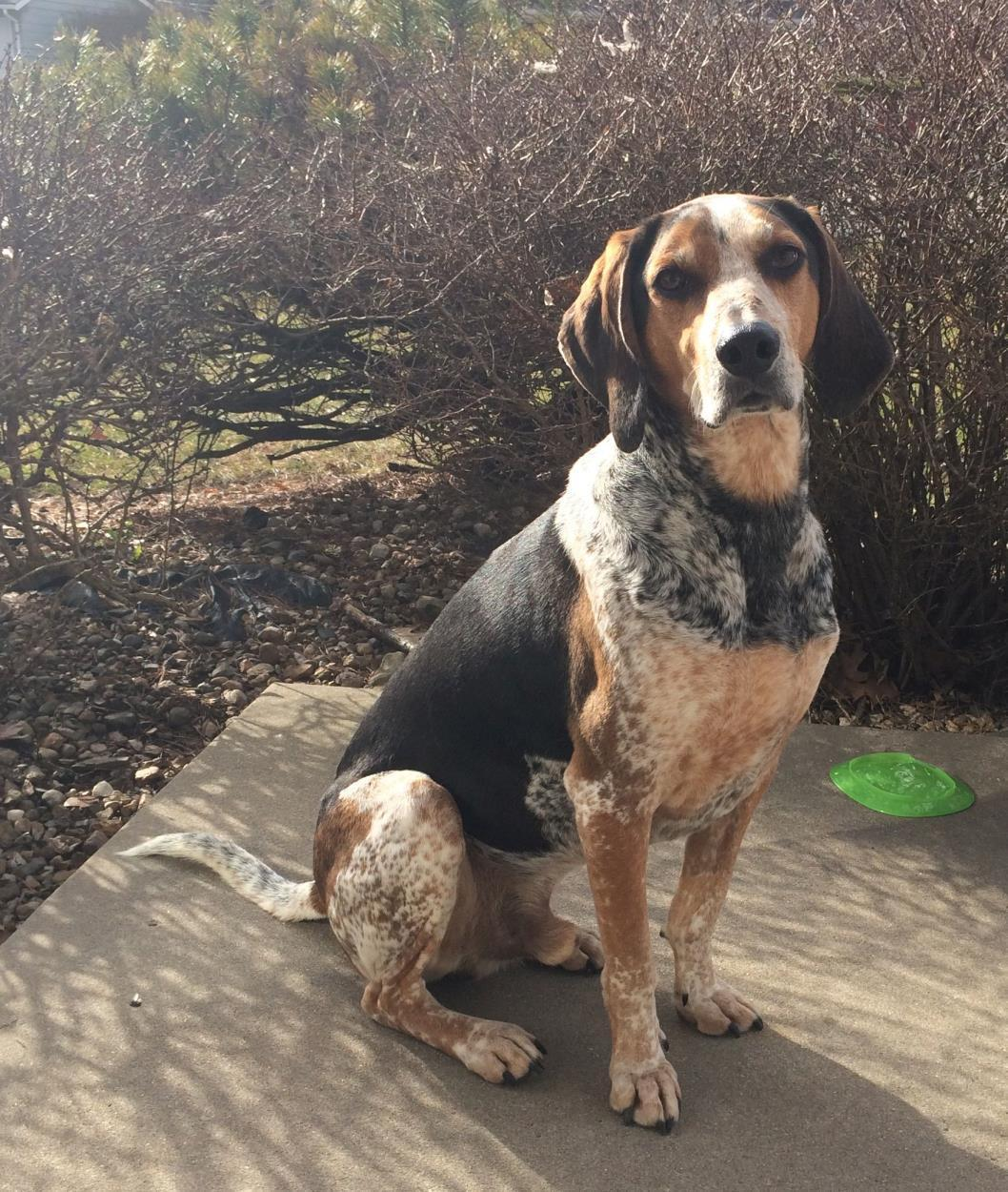 how much should it cost to care for a bluetick coonhound