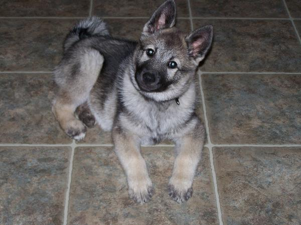 Norwegian Elkhound Dog Shipping Rates Services