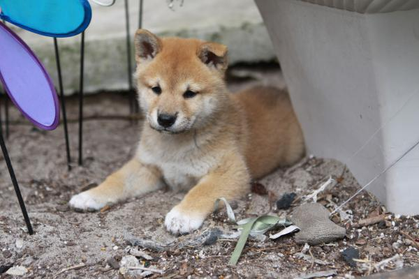 Shiba Inu Dog Shipping Rates Services