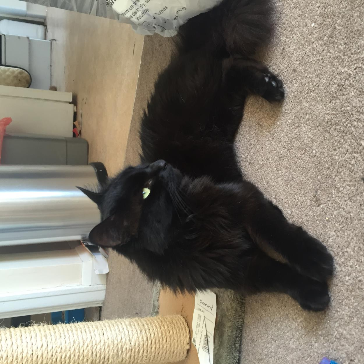 Ship My 1 Long haired male black cat to Leicester | uShip