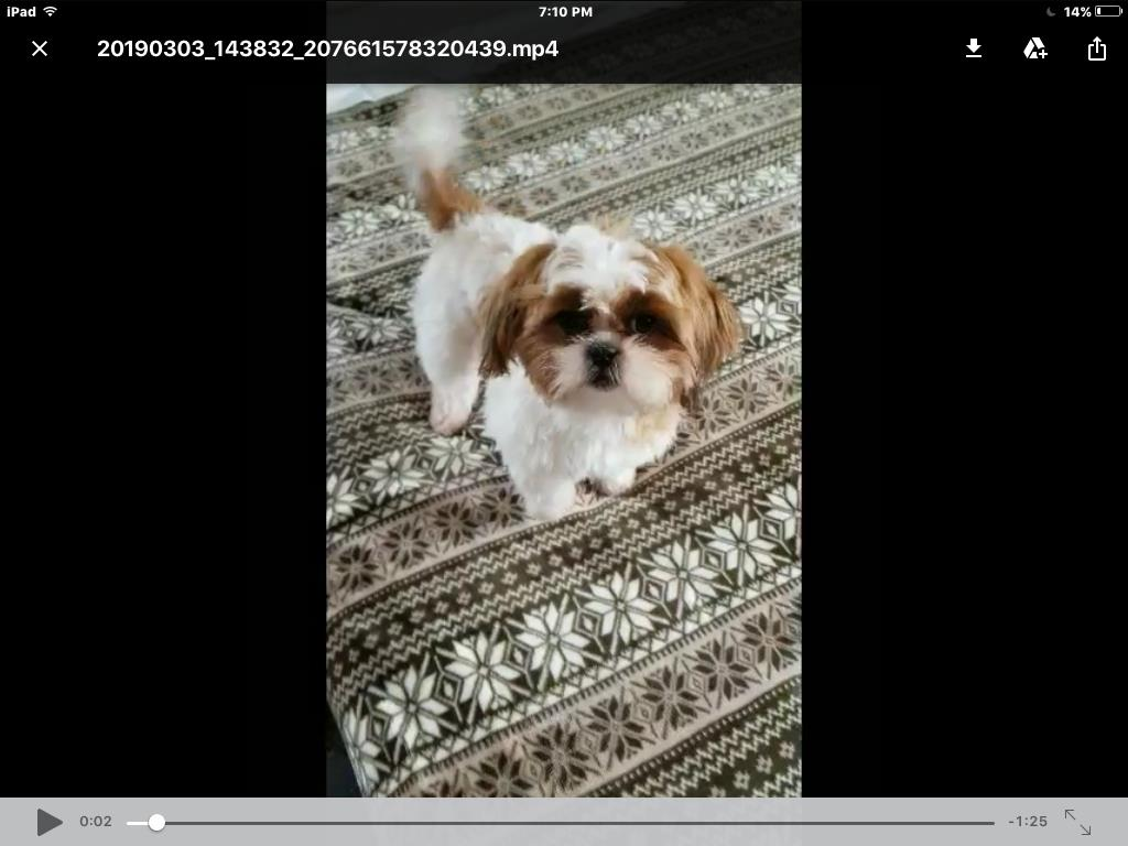 Shih Tzu Dog Shipping Rates Services