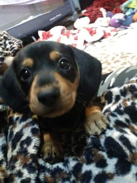 Dachshund Dog Shipping Rates Services