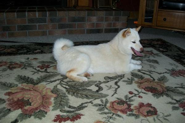 Shiba Inu Dog Shipping Rates Services