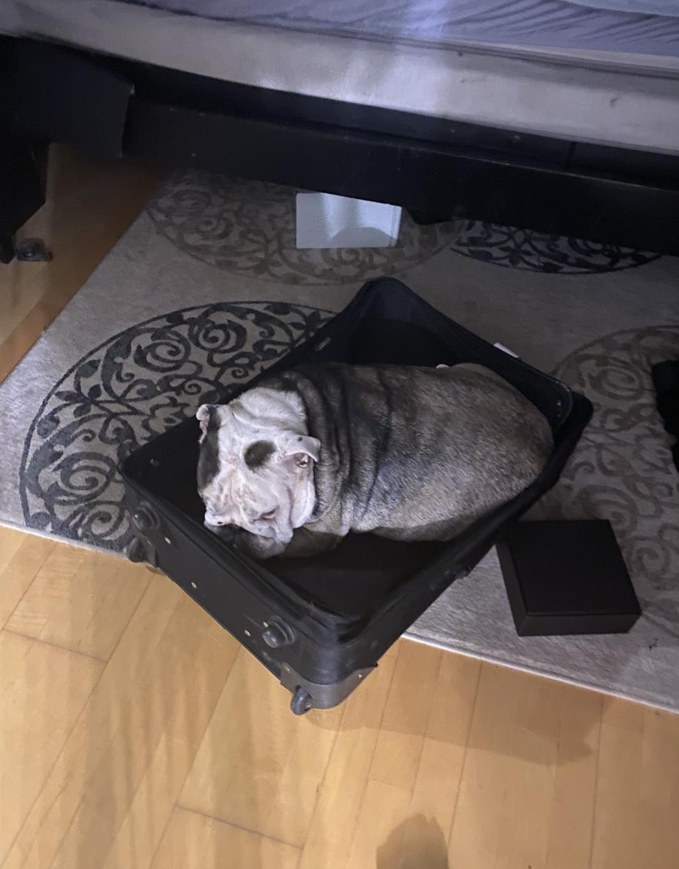 Transport English Bulldog to Kansas City uShip