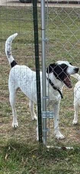 2 dogs for transport
