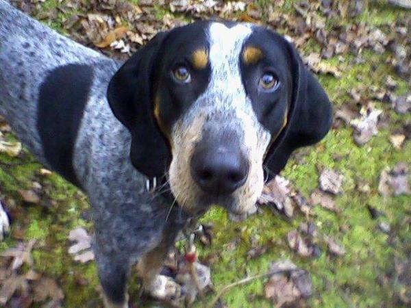 how much should it cost to care for a bluetick coonhound