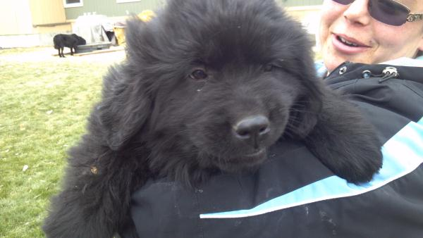 Newfoundland Dog Shipping Rates Services