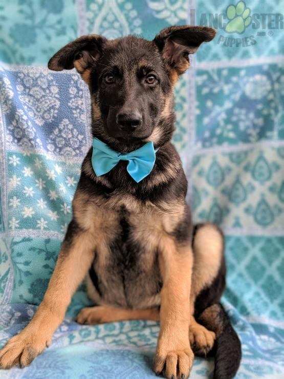 Dog Shipping Rates Services Uship