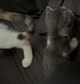 Kitten transport NY to Philly