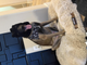 Long distance transport Belgian Malinois