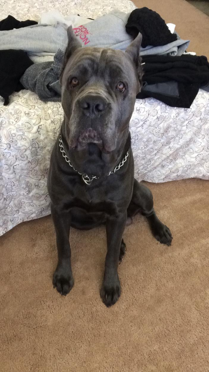 Cane Corso Dog Shipping Rates Services