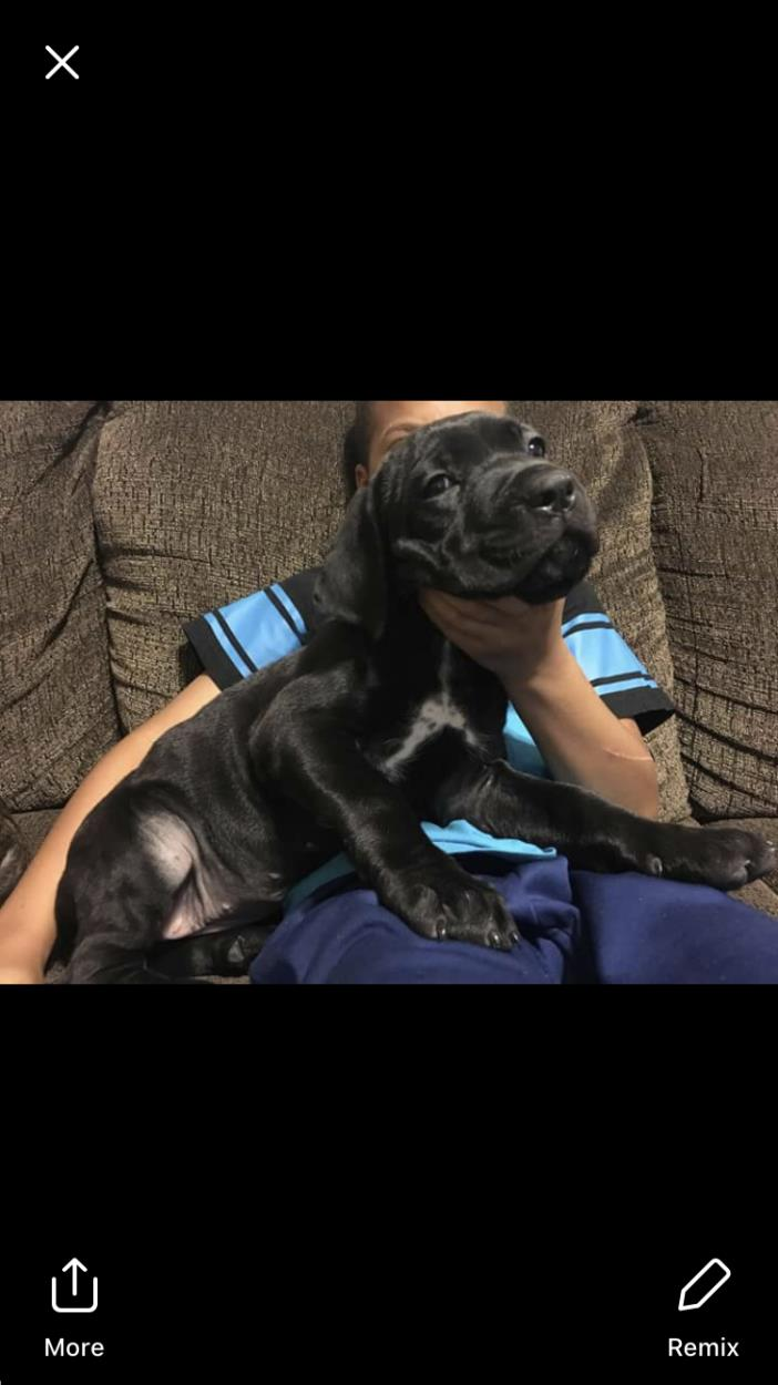 Cane Corso Dog Shipping Rates Services