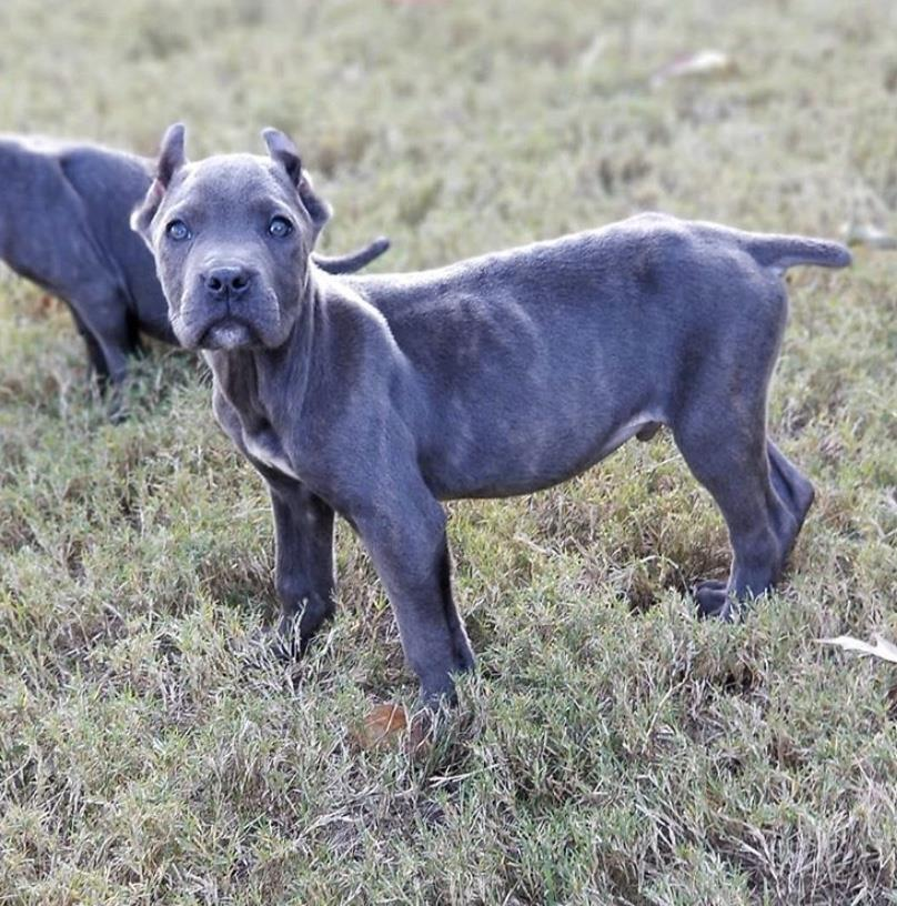 Buy Cane Corso Snubbies & Get 10% Off + 20% AutoShip Subscriptions + Free  Shipping