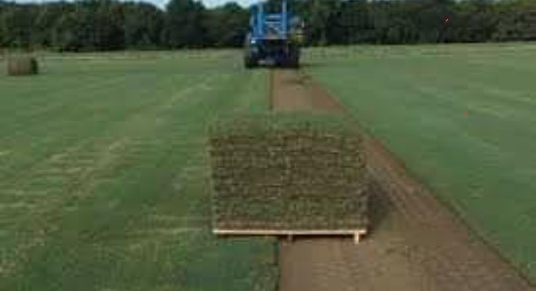 Deliver a 10 pallets of zoysia grass to Lebanon uShip