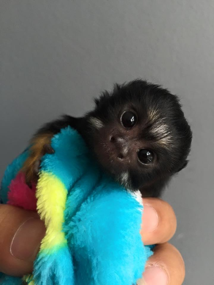 marmoset monkey pet care