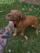 10 week old puppy!