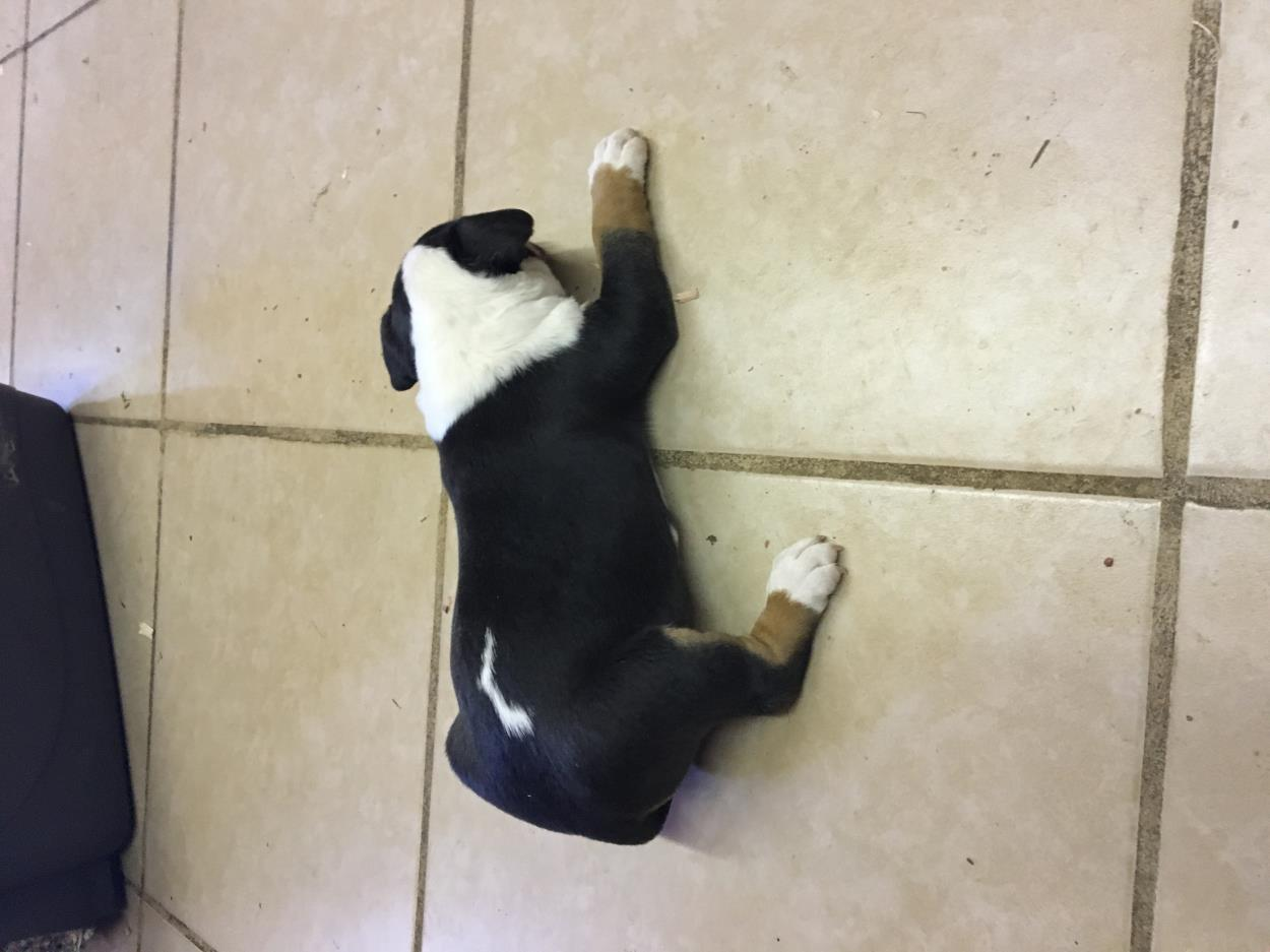 Move a 1 puppy needs to be shipped to wellington Florida to Loxahatchee