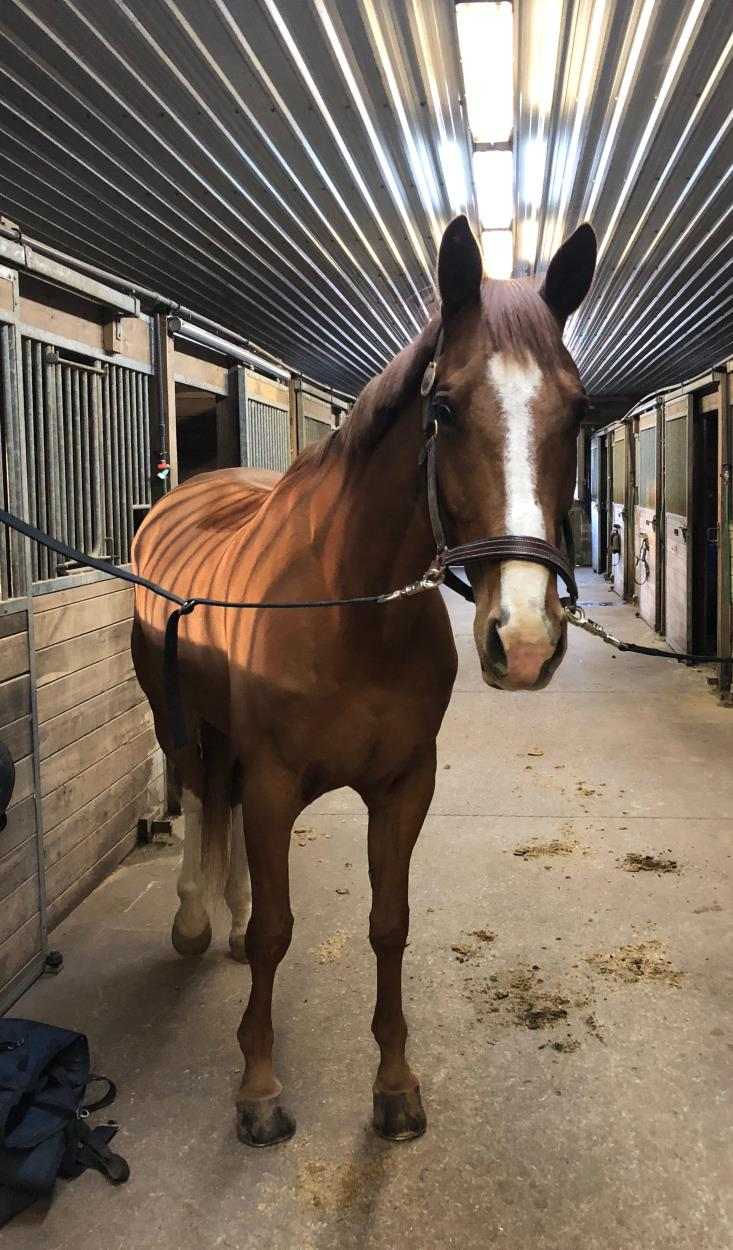 Cost to Ship a Looking to ship one horse from Ontario to Newfound to St. John's uShip