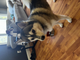 Chip-husky Pomeranian mix