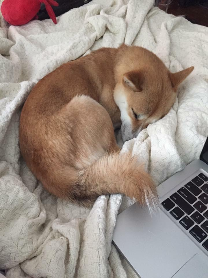 Shiba Inu Dog Shipping Rates Services