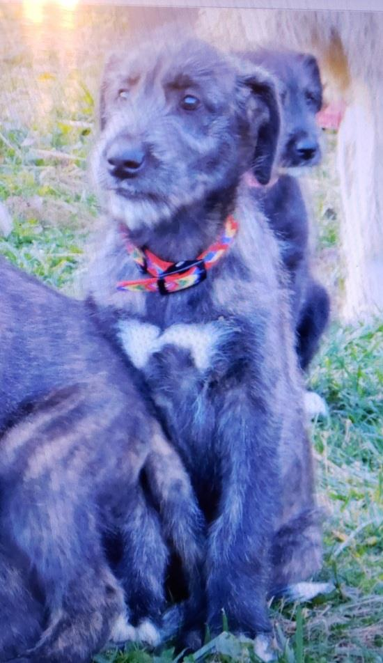 irish wolfhound beagle mix