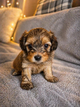 Small Maltipoo – Portland to California