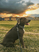 One dog