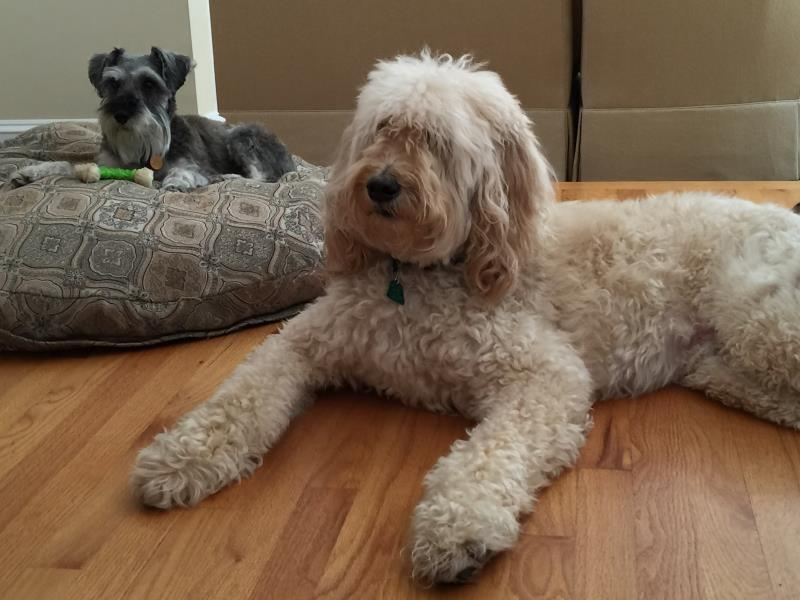 Ship Two Dogs to Plattsburgh, NY or Burlington, VT to Plattsburgh uShip