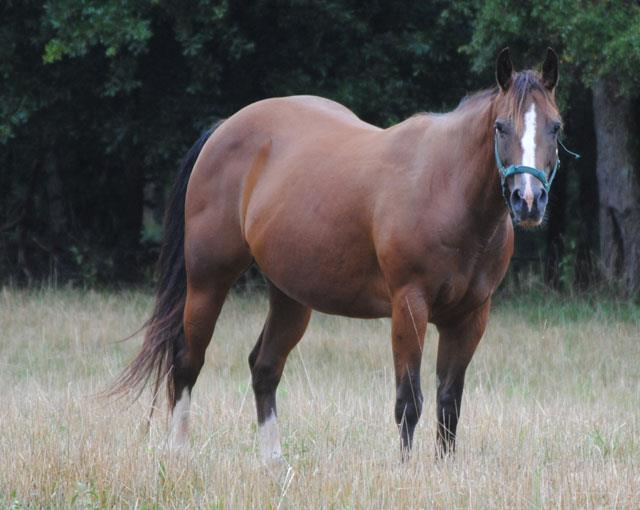 Ship a Ship quiet quarter horse from 30650 to 23111 to Mechanicsville uShip