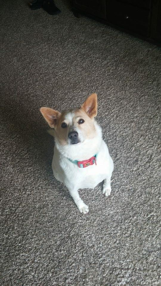 Shiba Inu Dog Shipping Rates Services