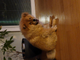 One Dog