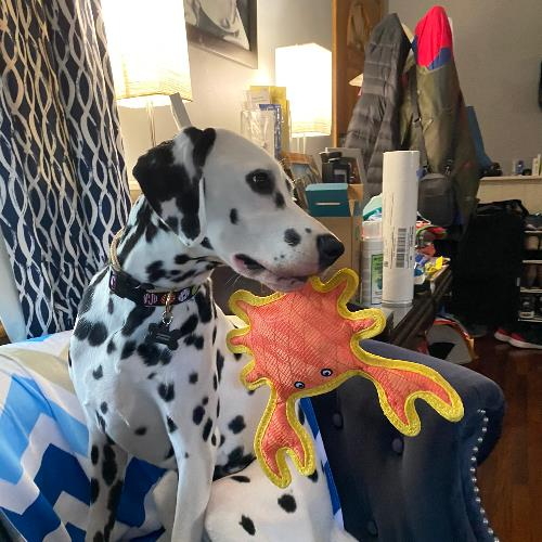 dalmatian dog toy price in india