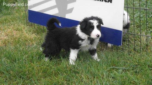 Welsh Sheepdog Ci Defaid Cymreig Welsh Collie Dog Welsh Sheepdog Collie Dog Dogs