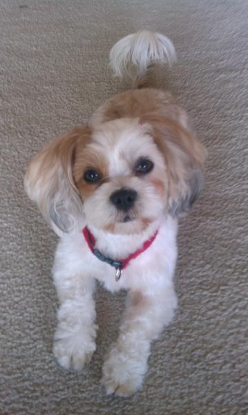 Ship My tzitzu dog to San Jose | uShip