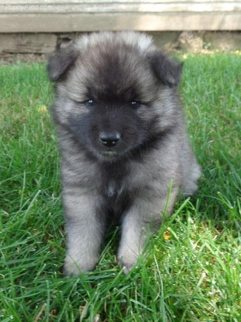 Keeshond Dog Shipping Rates & Services