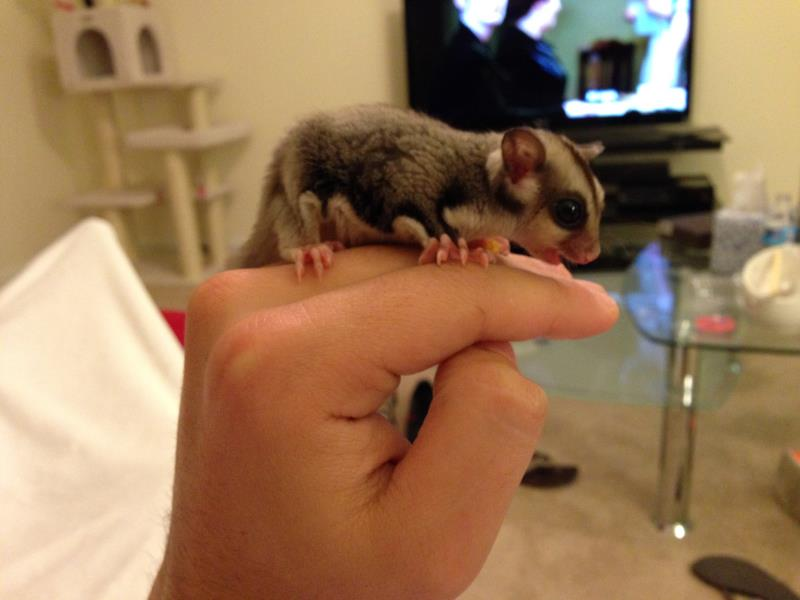 Cost to Transport Sugar Glider 2-way Trip to Puerto Rico to Coto Laurel