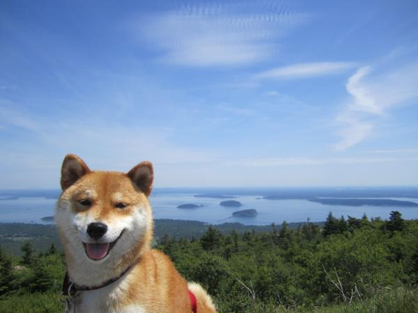 Shiba Inu Dog Shipping Rates Services