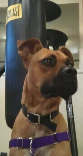 Cane Corso Dog Shipping Rates Services