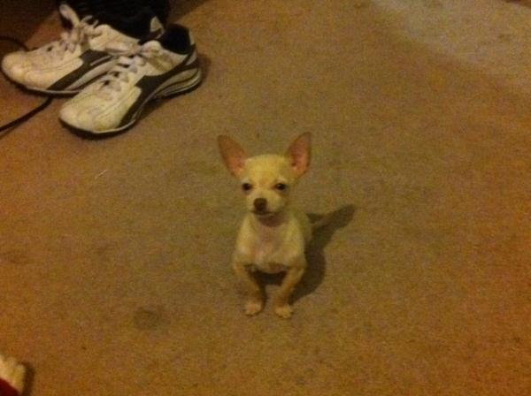Ship My Milo Hamilton--White Chihuahua 1 dog to Albuquerque | uShip