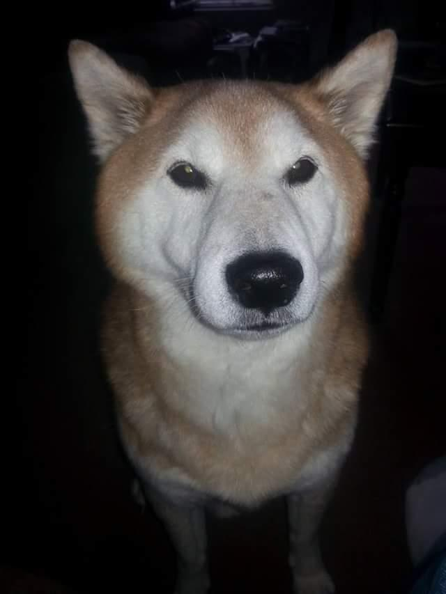 Shiba Inu Dog Shipping Rates Services