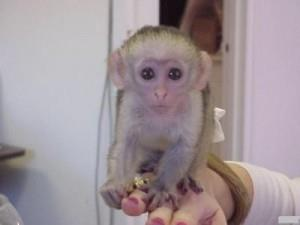 Capuchin Monkey Shipping Rates Services