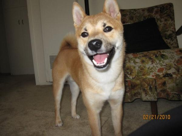 Shiba Inu Dog Shipping Rates Services