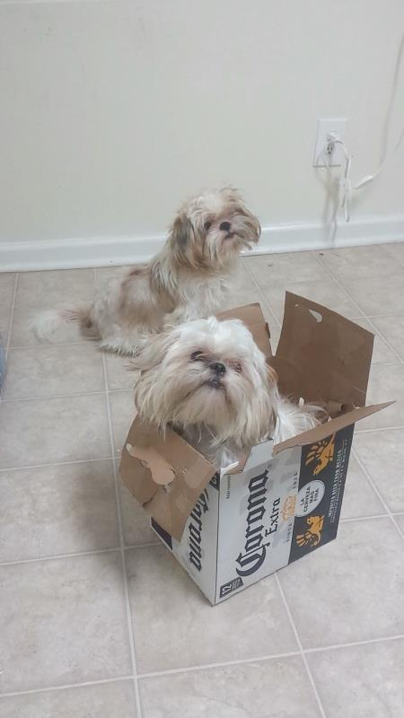 Shih Tzu Dog Shipping Rates Services
