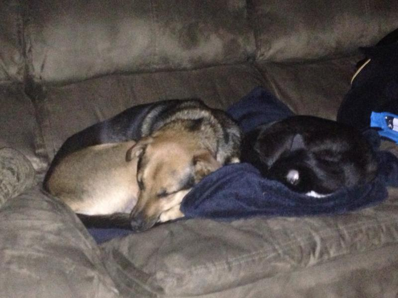 Shiba Inu Dog Shipping Rates Services
