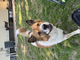 Very friendly dog (KC to San Diego)