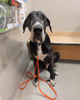 Senior Great Dane Rescue