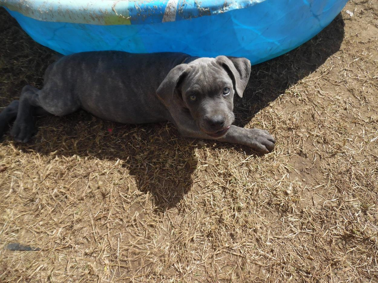 Cane Corso Dog Shipping Rates Services