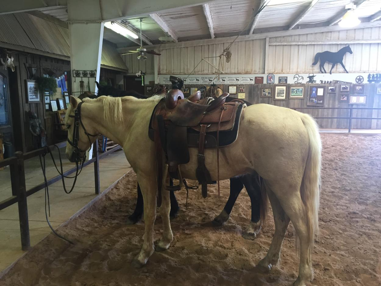 Cost to Transport Two horses Wichita Falls Texas to park city Utah to